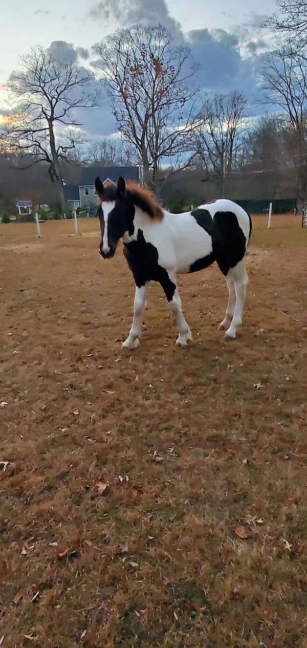 tobiano-horse