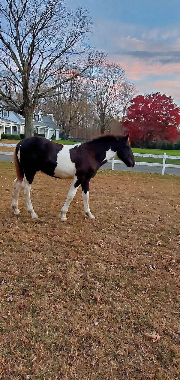 black-tobiano-horse