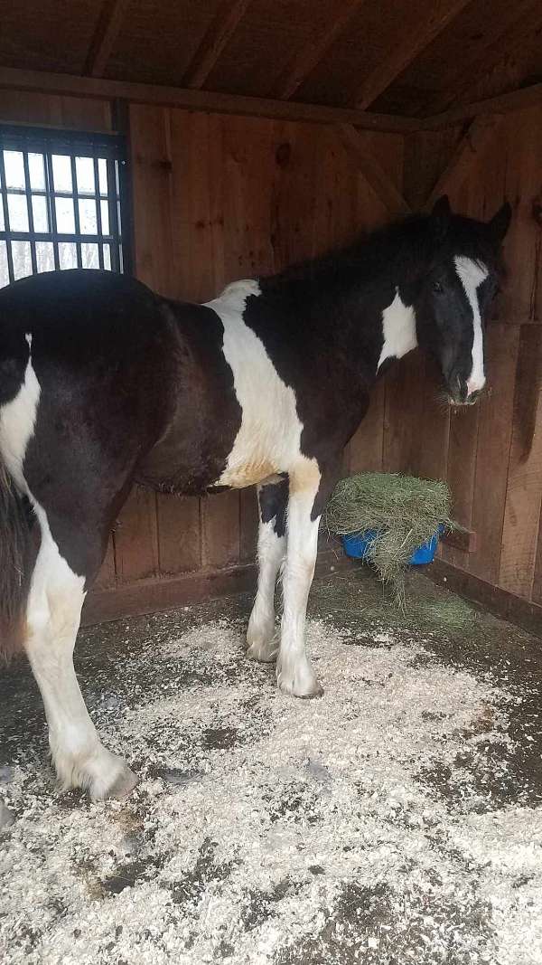 13-hand-gypsy-vanner-yearling