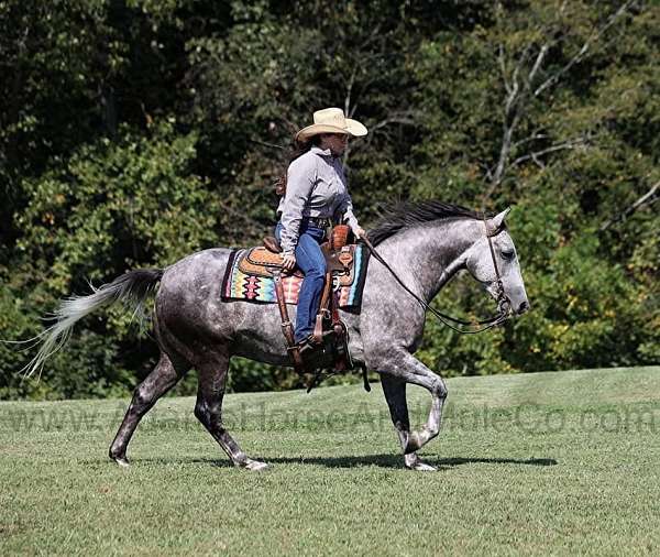 grey-dappels-horse