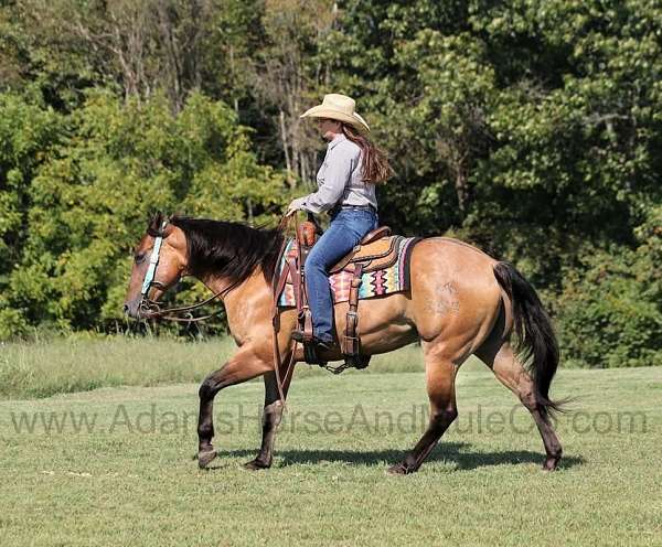 buckskin-dun-stripe-horse