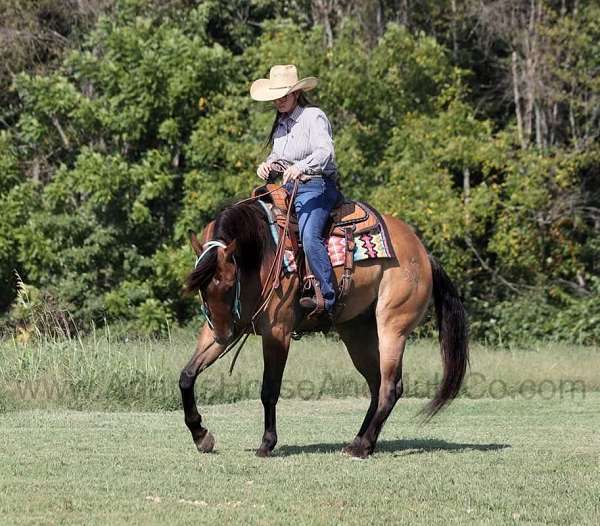 ranch-work-quarter-horse