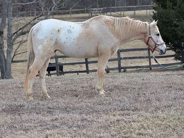 palomino-appaloosa-gelding