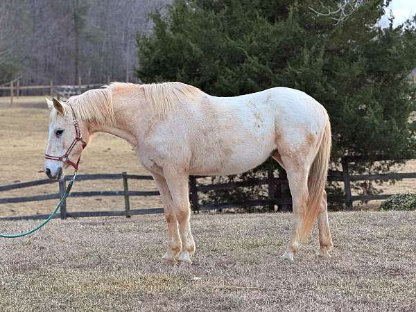 palomino-gelding-for-sale