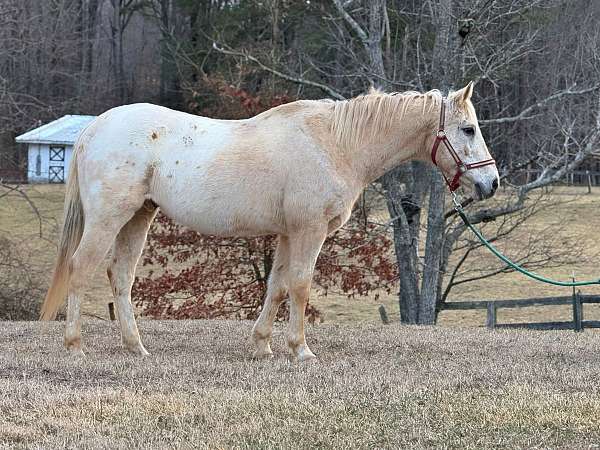 15-hand-appaloosa-gelding