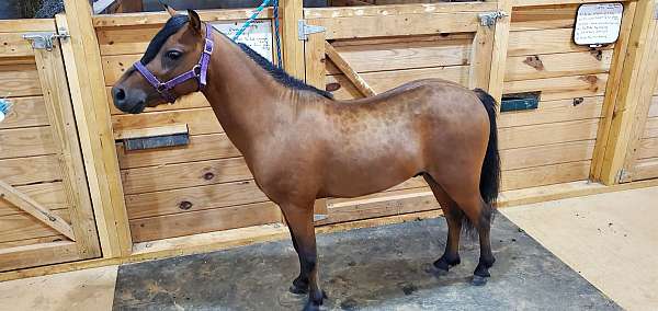 cart-harness-horse