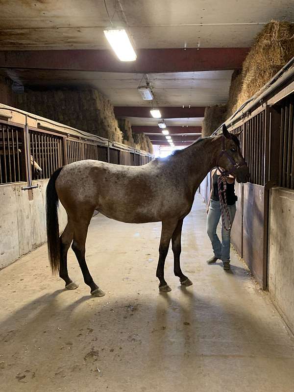 bay-roan-aws-horse