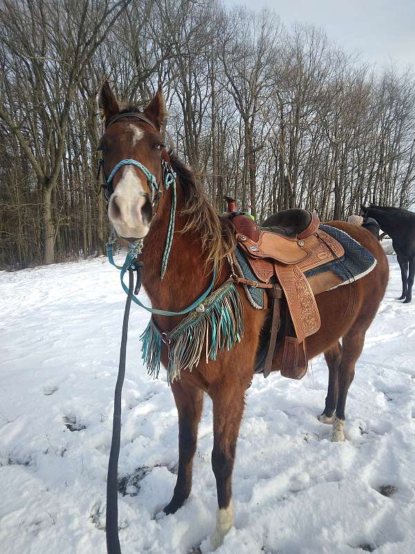 green-broke-rocky-mountain-horse