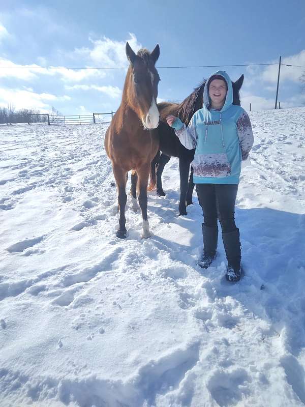 ground-manners-rocky-mountain-horse