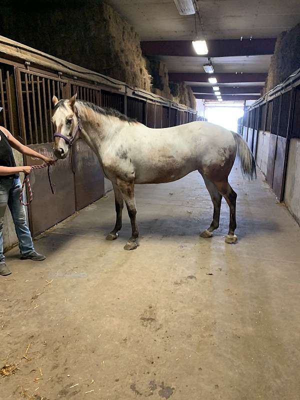 dun-appaloosa-mare-broodmare