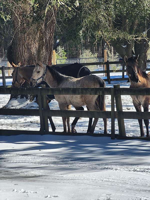 quarter-horse-colt