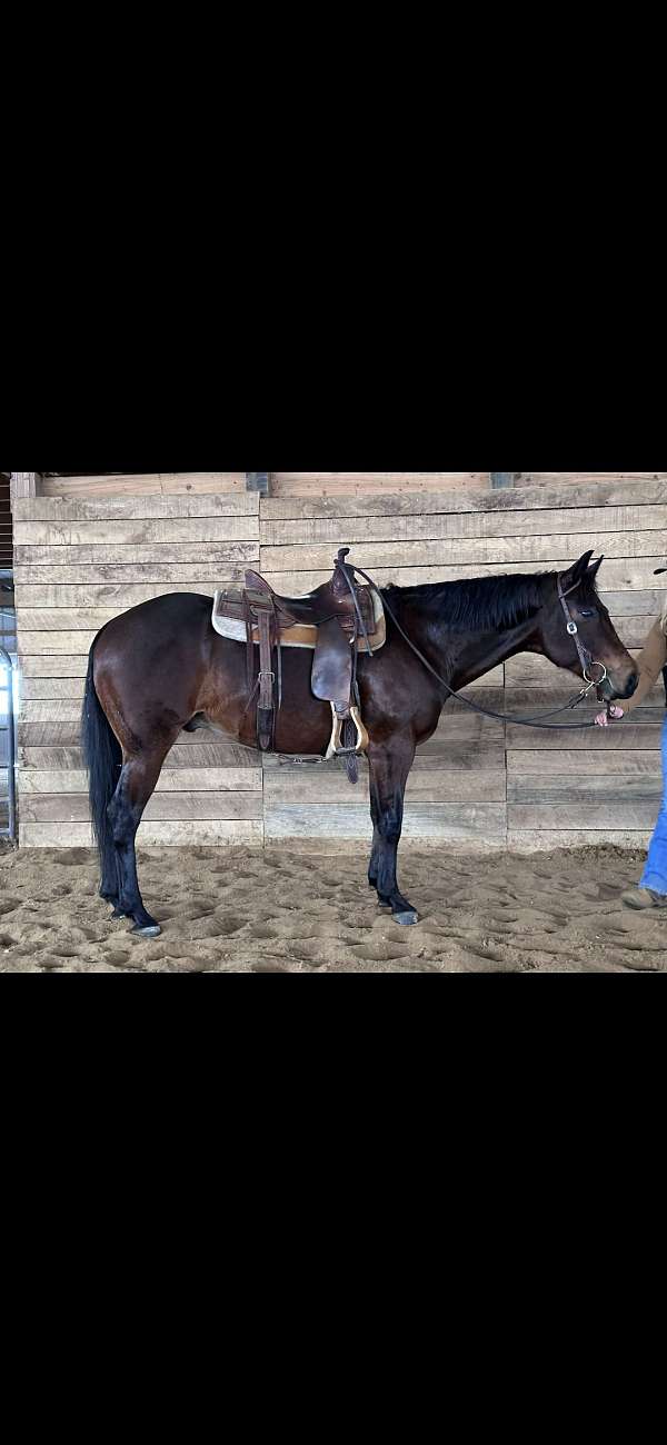 quarter-horse-for-sale