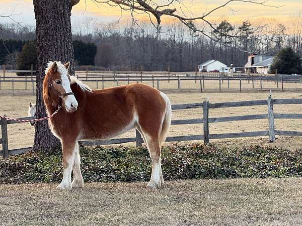 belgian-haflinger-colt-mare