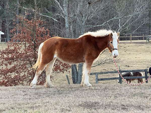 belgian-haflinger-horse-for-sale