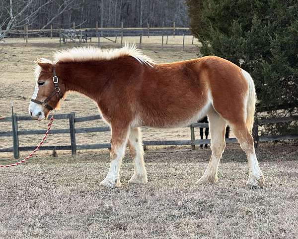 belgian-haflinger