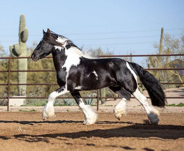 destrier-gypsy-vanner-horse