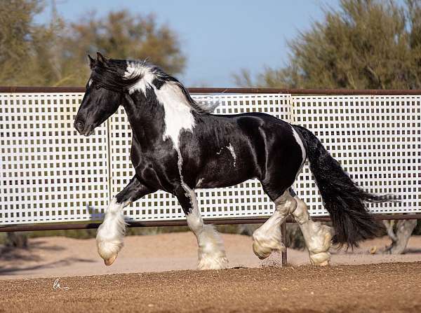 baroque-pinto-gypsy-vanner-horse