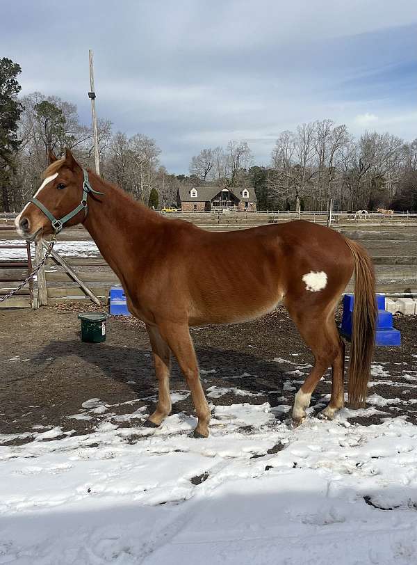 quarter-horse-for-sale