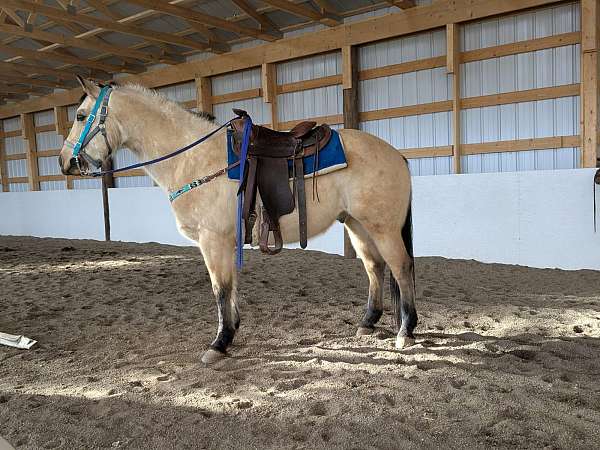 ranch-work-quarter-horse