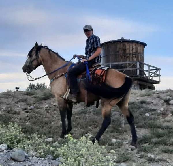 reining-quarter-horse