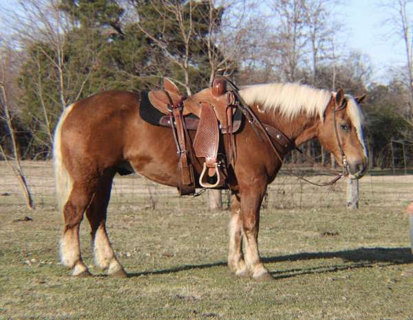 all-around-haflinger-horse