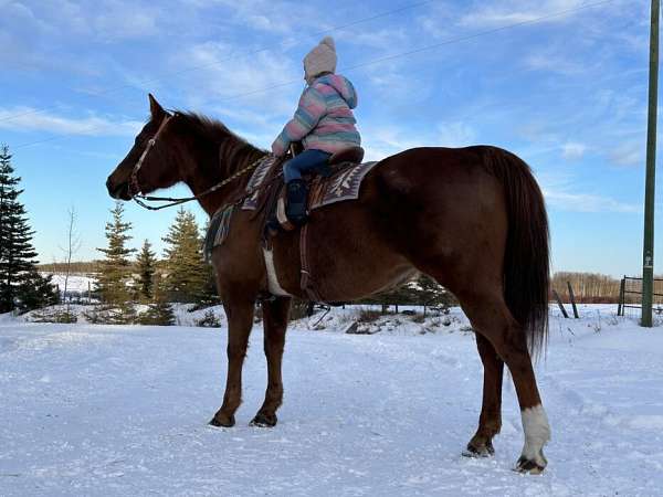 all-around-quarter-horse