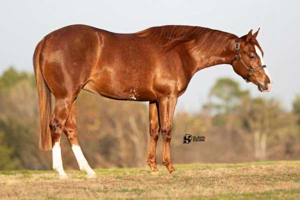 athletic-quarter-horse