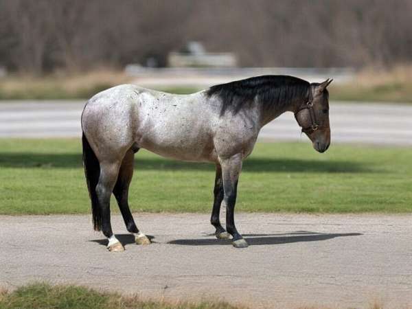 athletic-quarter-horse