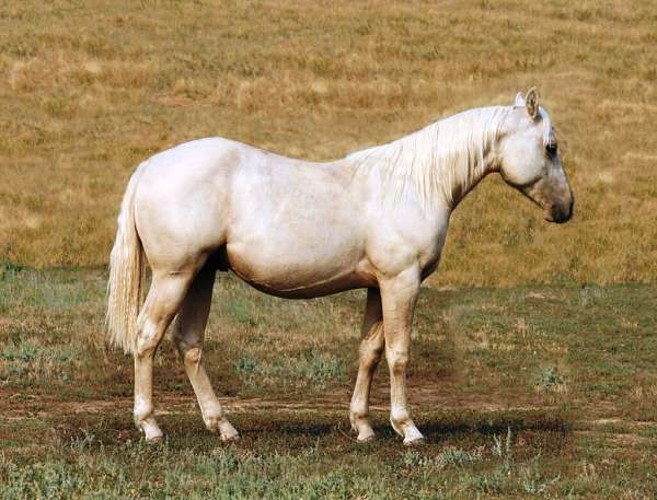 all-around-quarter-horse