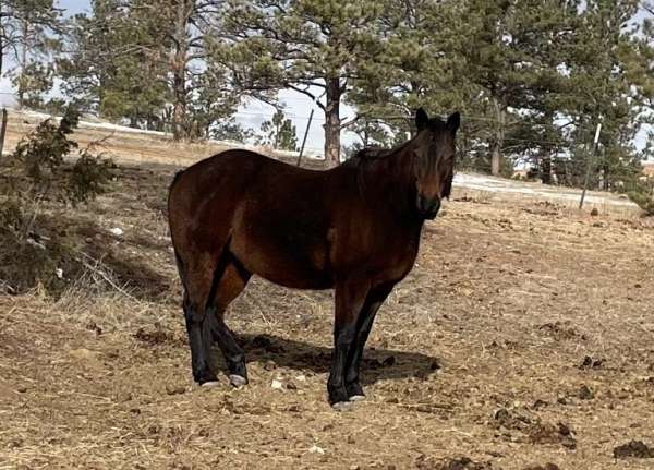 brown-buckskin-athletic-horse