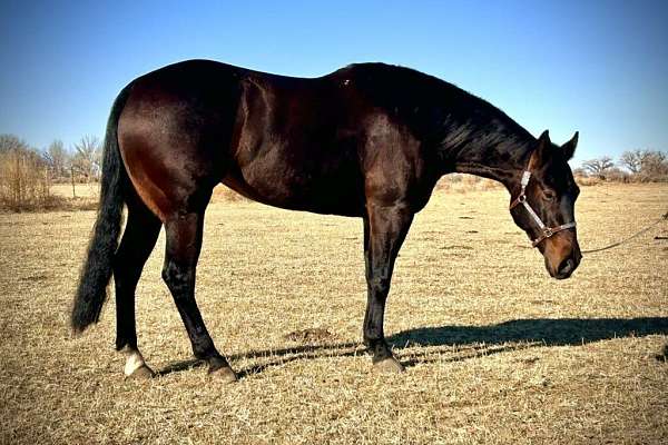 all-around-quarter-horse