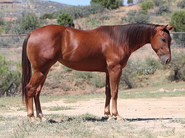 athletic-quarter-horse