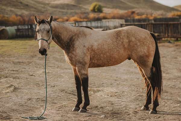 all-around-quarter-horse