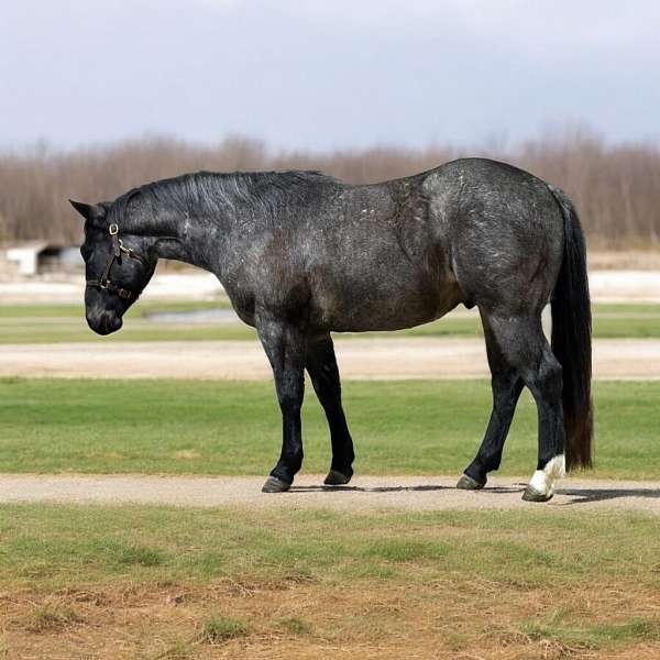 all-around-quarter-horse