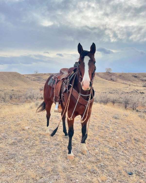 athletic-quarter-horse