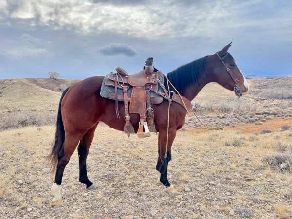 calf-roping-quarter-horse