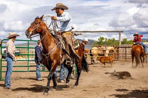 all-around-quarter-horse