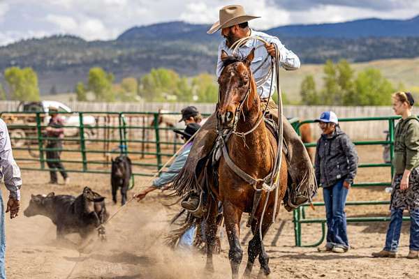 athletic-quarter-horse