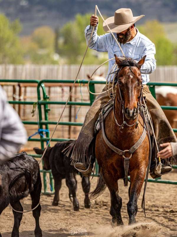 calf-roping-quarter-horse