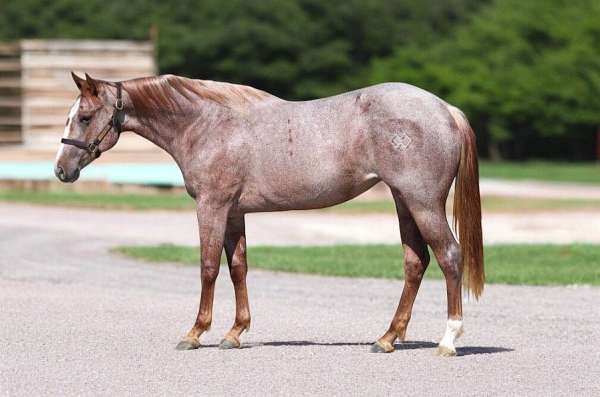 athletic-quarter-horse