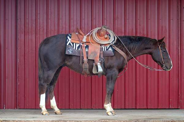 all-around-quarter-horse