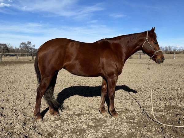 breeding-quarter-horse