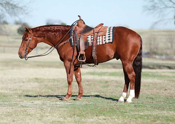 all-around-quarter-horse