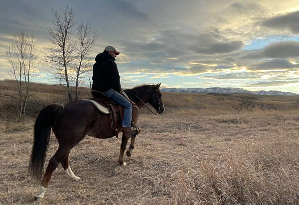 athletic-quarter-horse