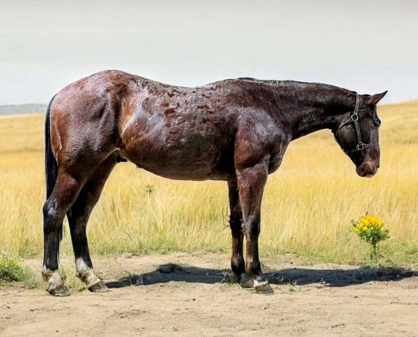 all-around-quarter-horse