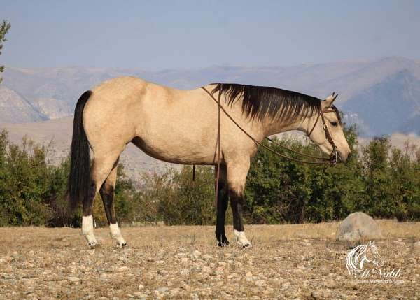 all-around-quarter-horse