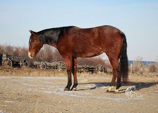 all-around-quarter-horse