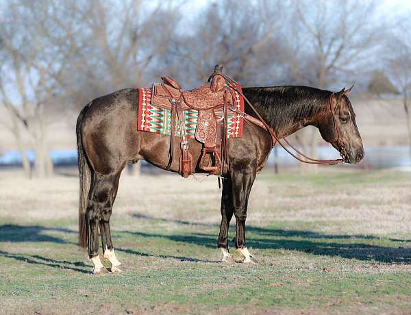 all-around-quarter-horse