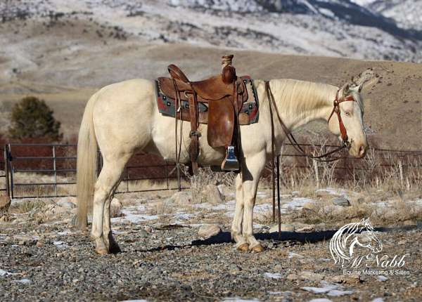 all-around-quarter-horse