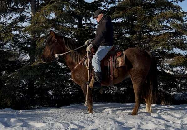 all-around-draft-horse